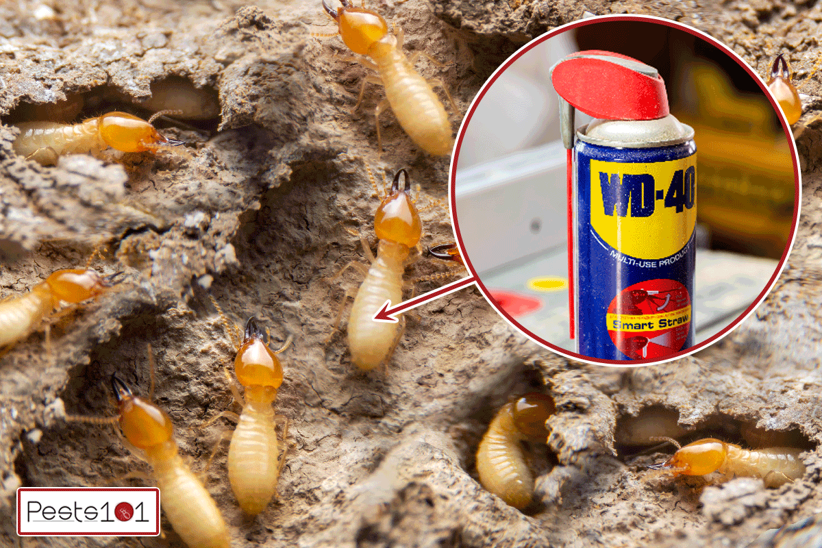 Does WD40 Kill Termites?