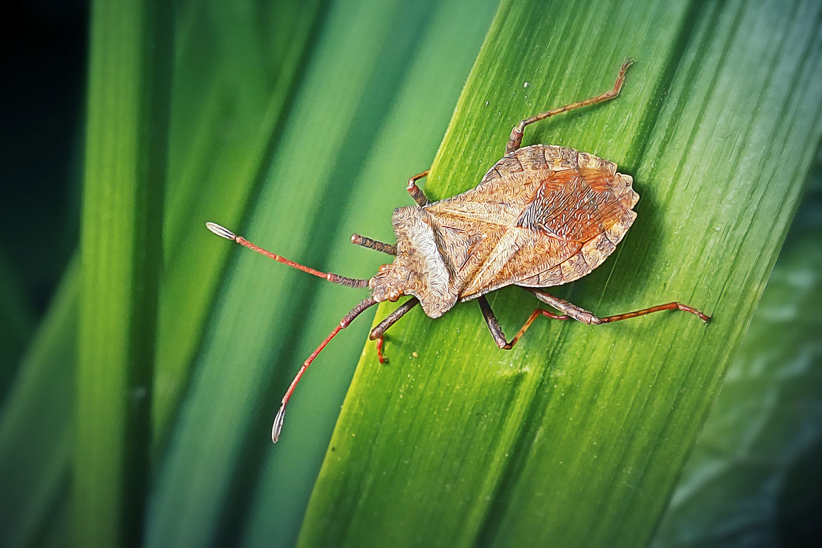 Does White Oil Kill Stink Bugs?