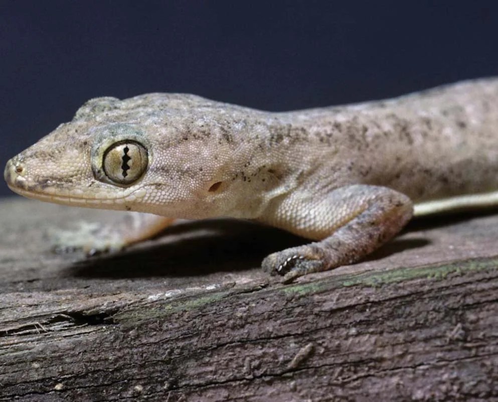 PEST SAFE INITIAL PRIVATE LIMITED