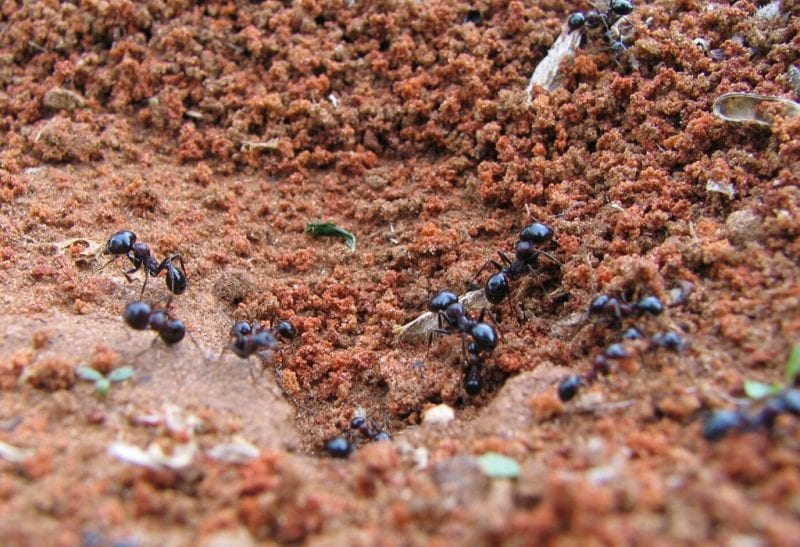 How to Get Rid of Carpenter Ants Effective Strategies and Natural