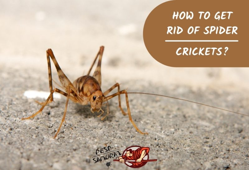 Spider Cricket Control How to Get Rid of Spider Crickets? Pest Samurai