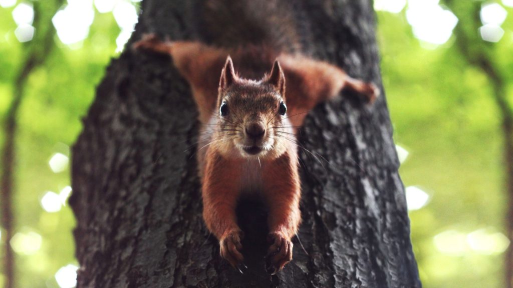 How To Get Rid of Squirrels? Squirrel Control Methods Pest Samurai