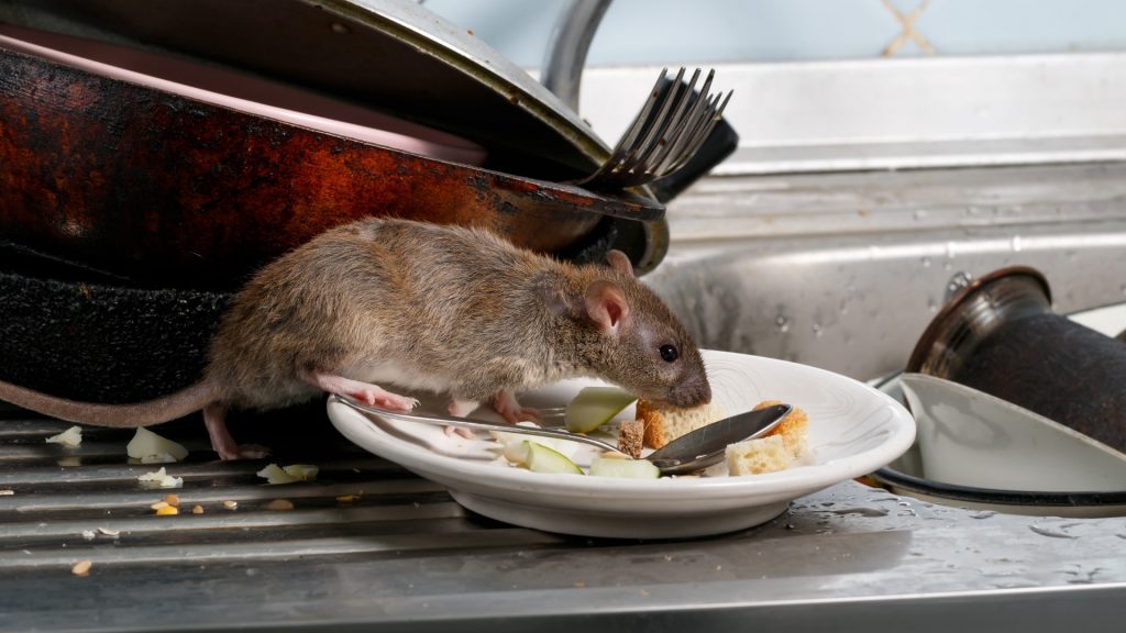 Rat Control How To Get Rid of Rats? Pest Samurai