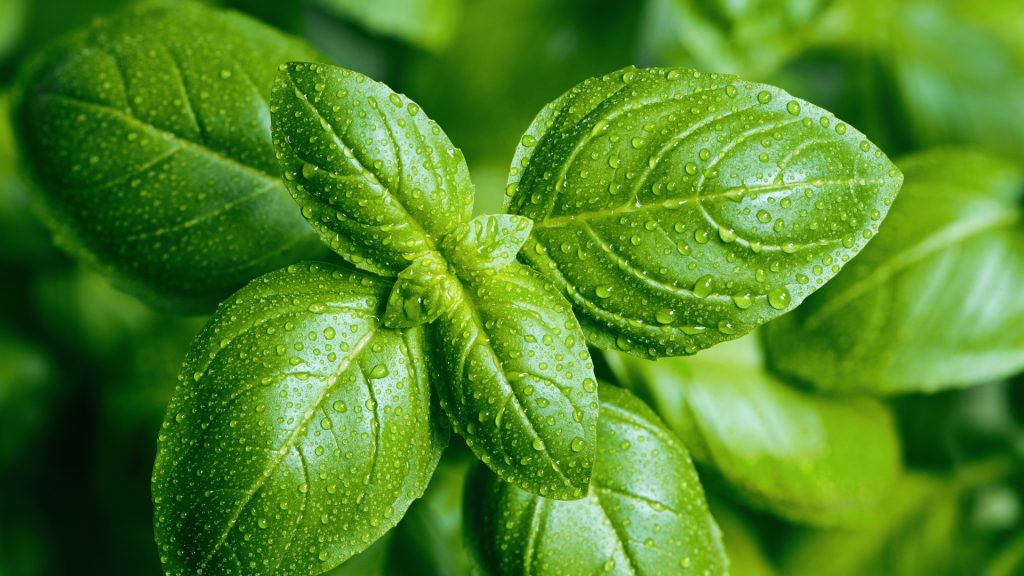 9 Best Indoor Mosquito Repellent Plants for Every Household Pest Samurai