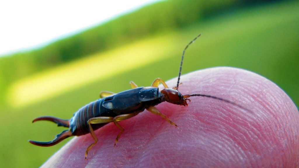 Earwig Control How To Get Rid of Earwigs? Pest Samurai
