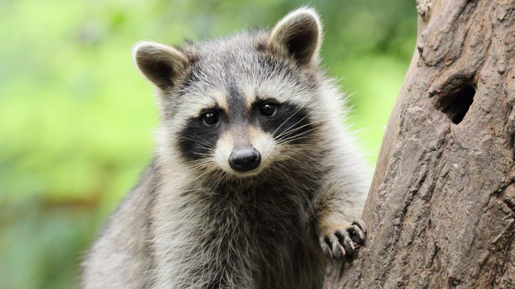 What Scent Will Keep Raccoons Away? Information & Facts Pest Samurai