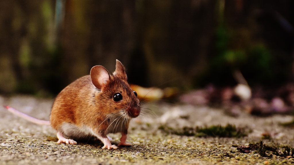 Does Bleach Repel Mice? Review and Guide Pest Samurai