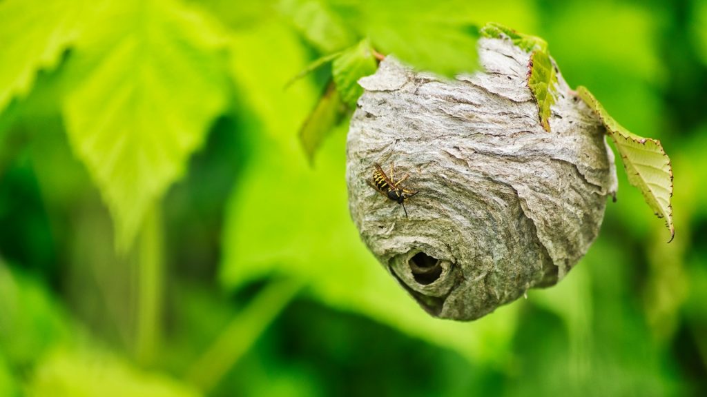 Yellow Jacket Control How To Get Rid of Yellow Jackets? Pest Samurai