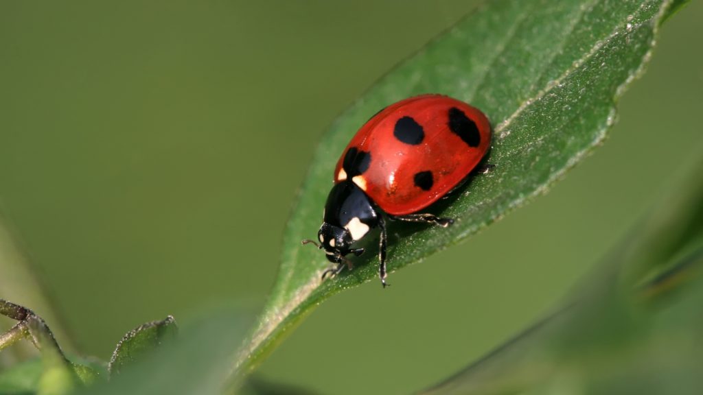 Ladybug Control How to Get Rid of Ladybugs? Pest Samurai