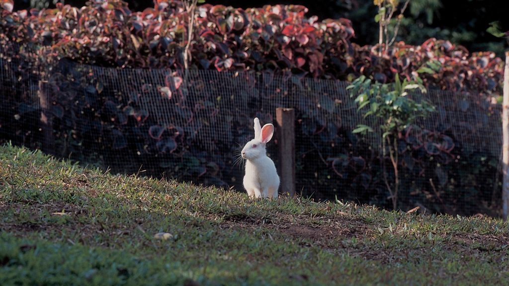 How to Stop Rabbits From Digging Holes Around Your Yard and Garden