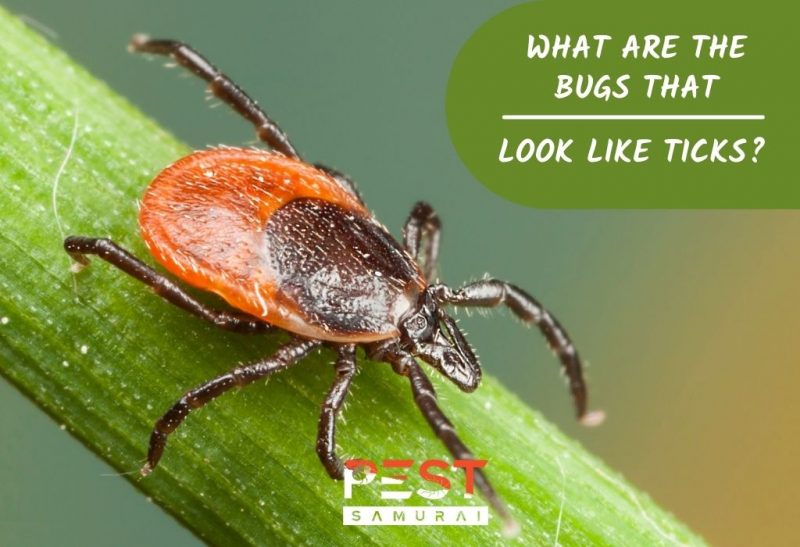 Bugs That Look Like Ticks Identification and Control Guide Pest Samurai