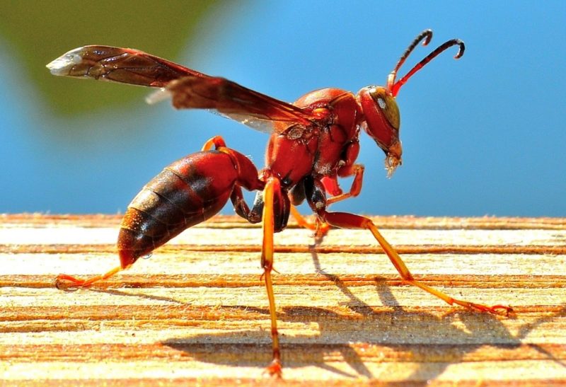 Red Wasps How Dangerous Are They? Pest Samurai