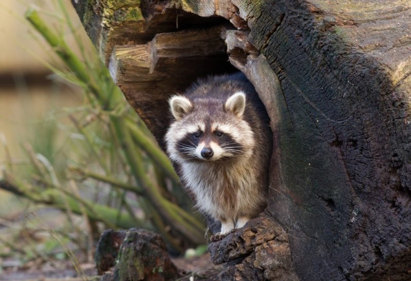 Where Do Raccoons Nest? Identification Guide Pest Samurai