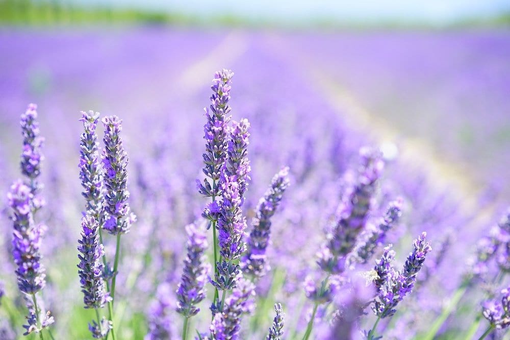 Does Lavender Repel Aphids? Pests Banned