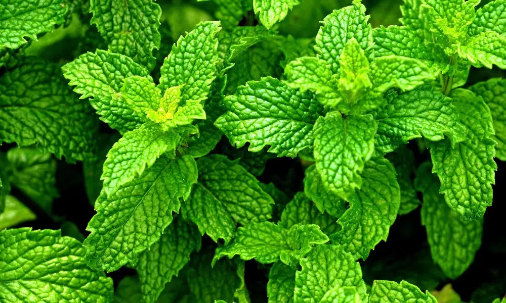 Do Cats Like Mint? Pests Banned