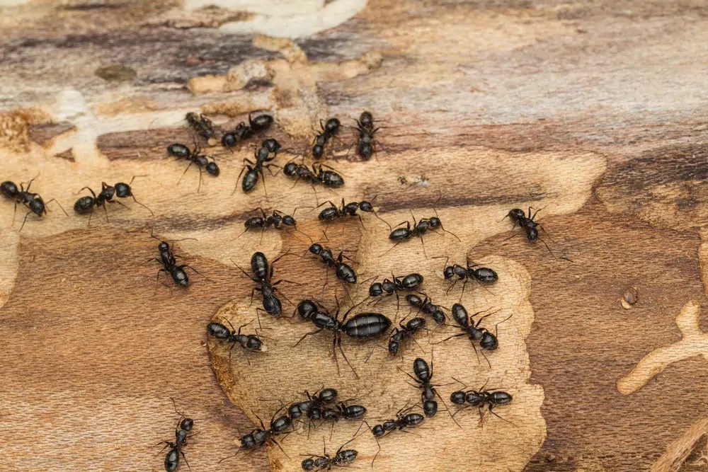 Can Borax Kill Ants? Pests Banned