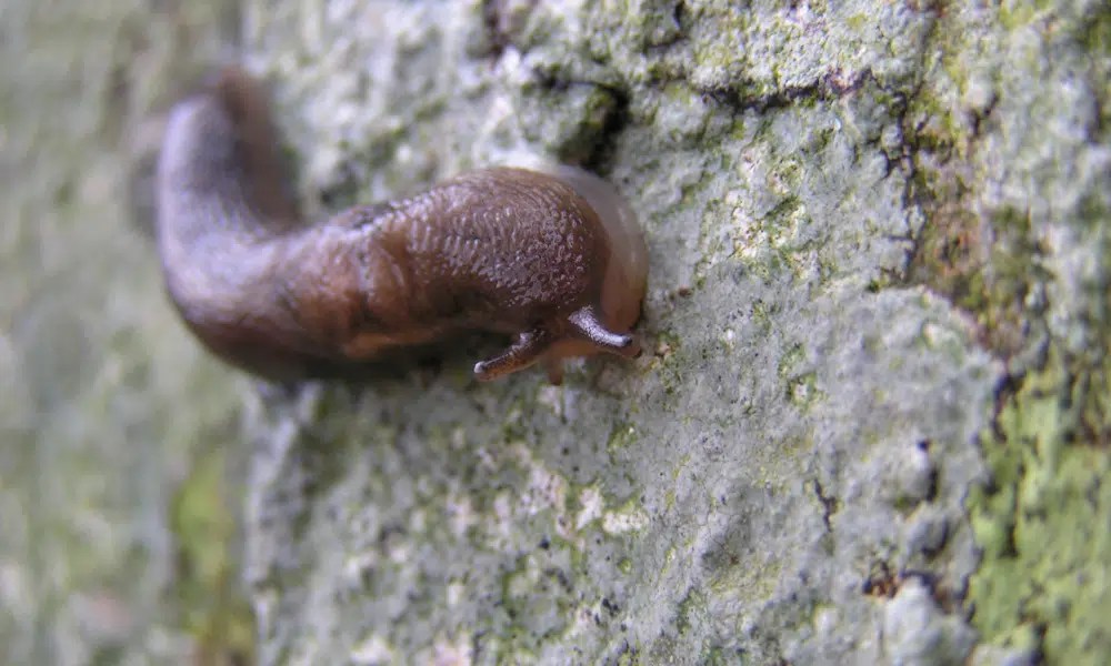 Do Slugs Have Teeth? Pests Banned