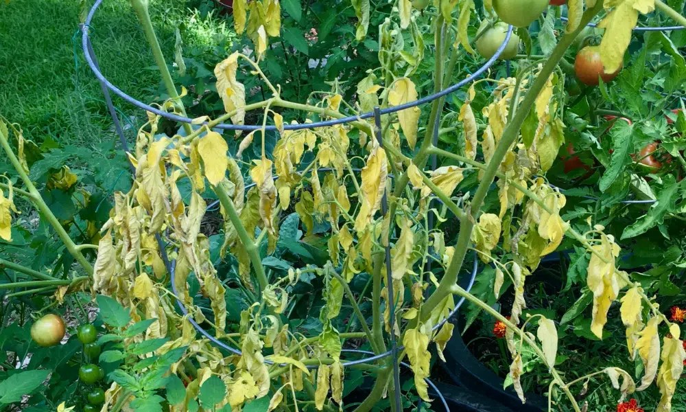 Why Does Salt Kill Slugs? Pests Banned