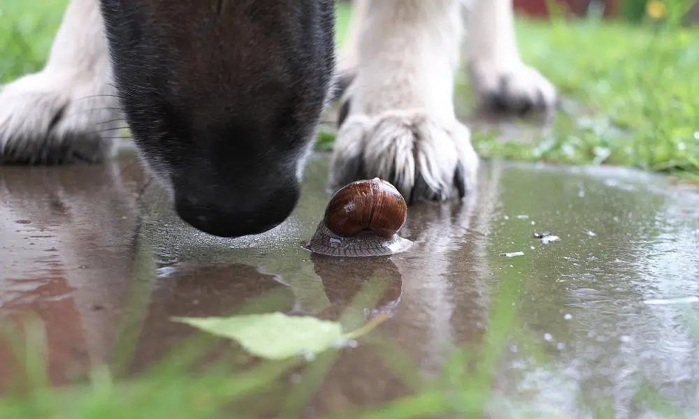 Are Snails Poisonous? Pests Banned