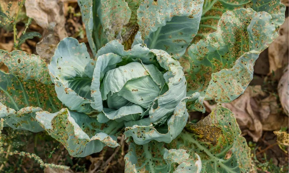 What Vegetables Do Aphids Eat? (Full List) Pests Banned