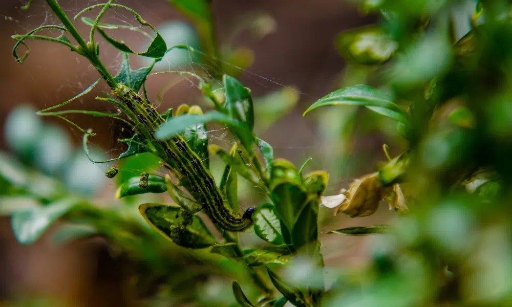 Do Box Tree Caterpillars Eat Other Plants? (Get Rid!) Pests Banned