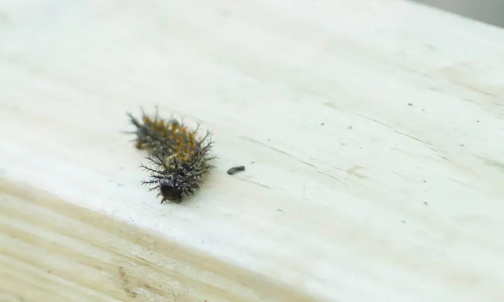 Are Black Fuzzy Caterpillars Poisonous? Pests Banned