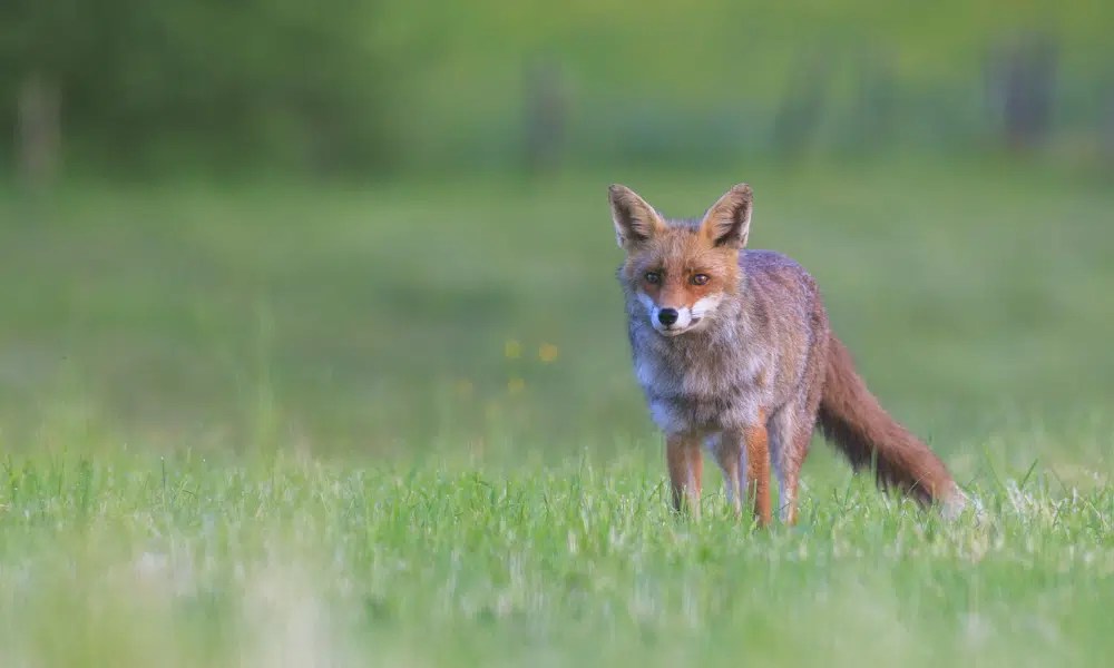 Are Foxes Omnivores? Pests Banned