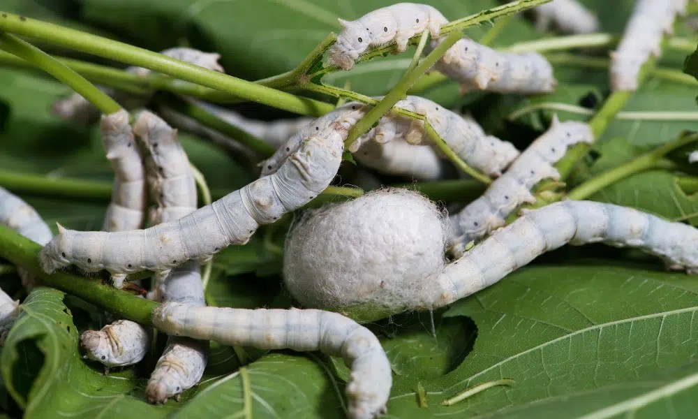 Do Caterpillars Spin s? Pests Banned