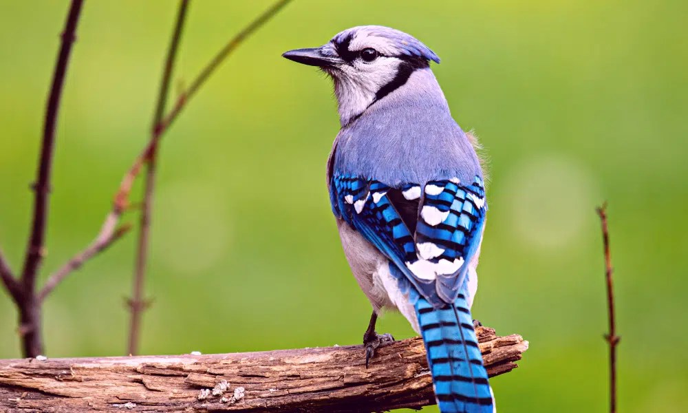 Do Birds Eat Caterpillars? (Full List!) Pests Banned