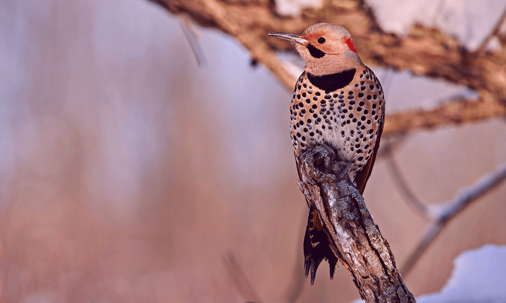 Do Birds Eat Caterpillars? (Full List!) Pests Banned