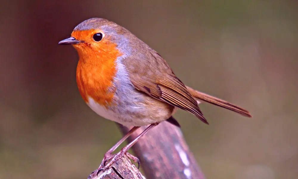 Do Birds Eat Caterpillars? (Full List!) Pests Banned