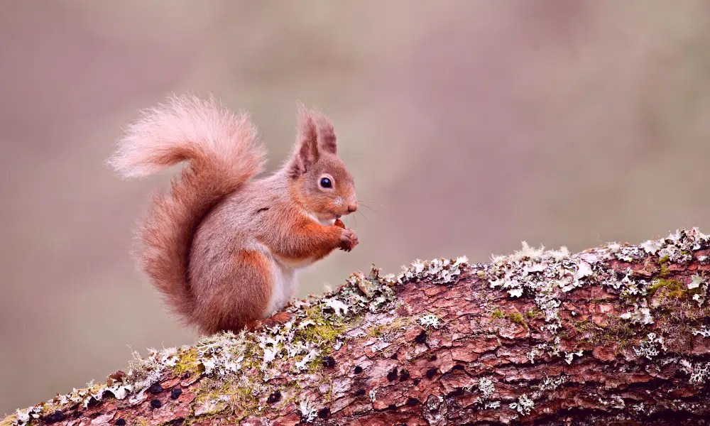 What Do Squirrels Use Their Tails For? (Explained!) Pests Banned