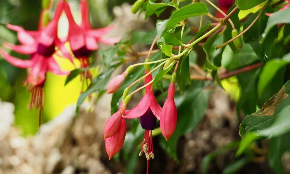 Do Slugs Eat Basil? (Bad News!) Pests Banned
