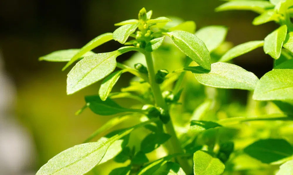 Do Slugs Eat Basil? (Bad News!) Pests Banned