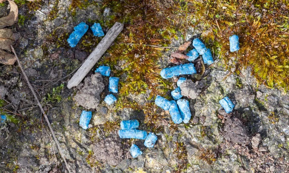 Do Slugs Eat Rat Poison? (Lethal or Not?) Pests Banned