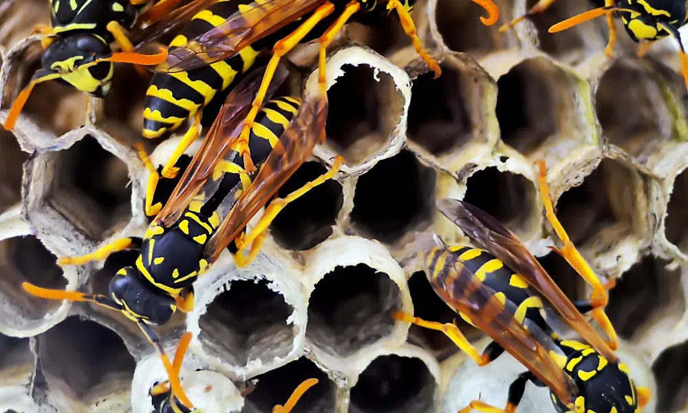 Can Wasps Kill You? (Our Warning!) Pests Banned