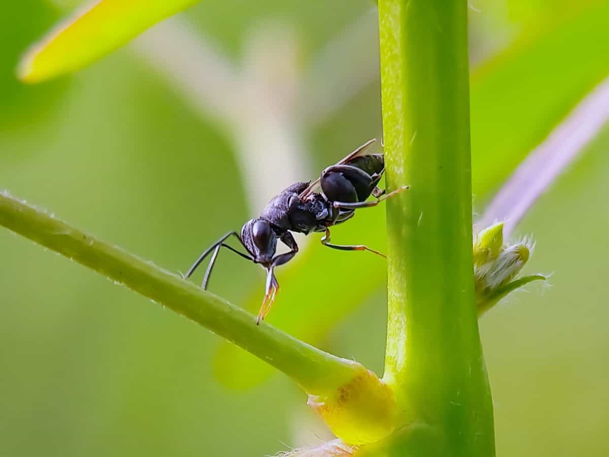 10 Beneficial Insects for Pest Control