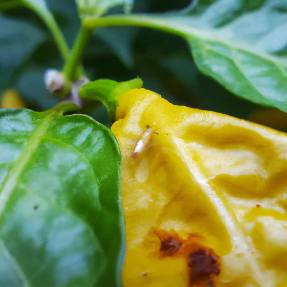 Chilli Yellow Mite Pest Management Symptoms, Treatment, Chemical