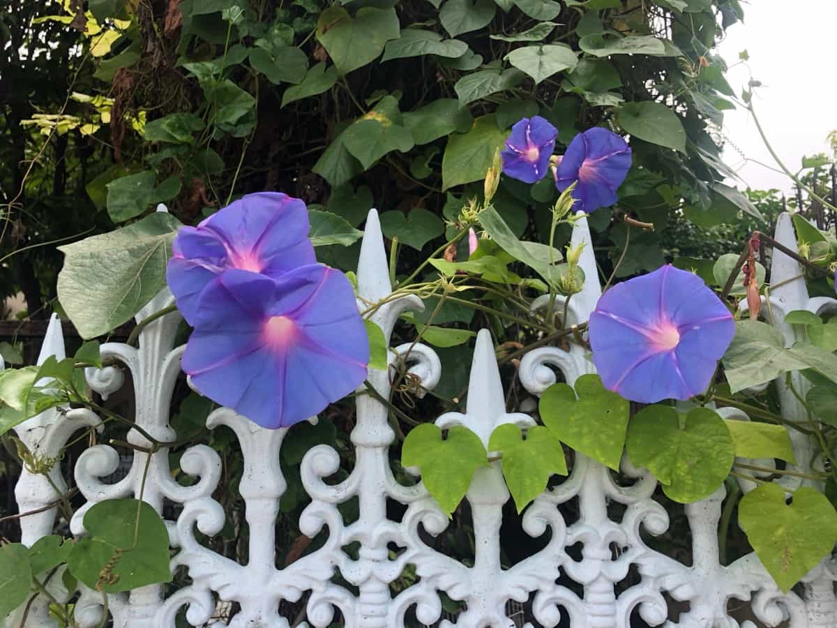 How to Fix Morning Glory Problems: Natural Remedies for Leaf and Flower