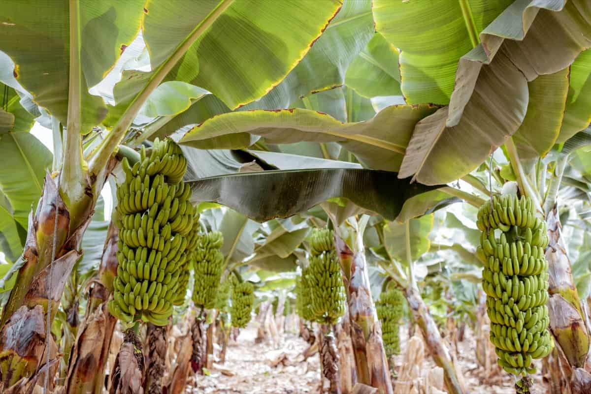 How to Control Banana Pests Naturally How to Get Rid of Them with