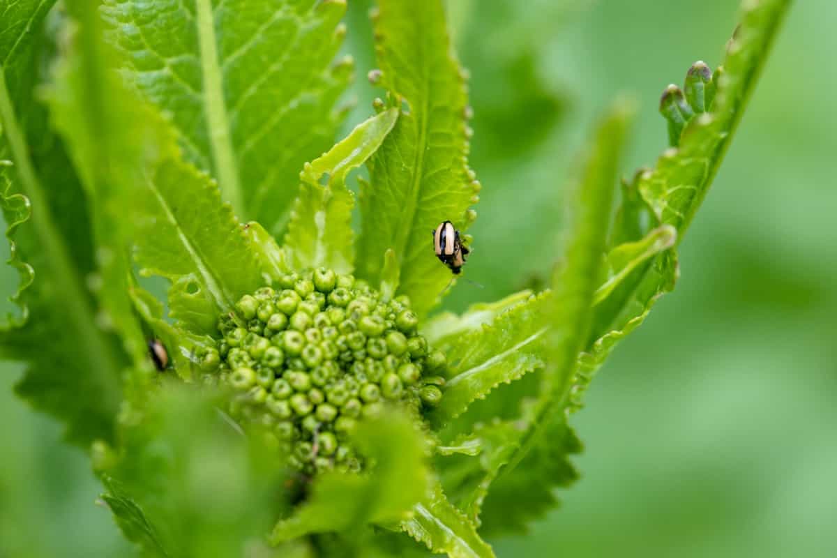 How to Control Broccoli Pests Naturally How to Get Rid of Them with Natural and Organic Treatment