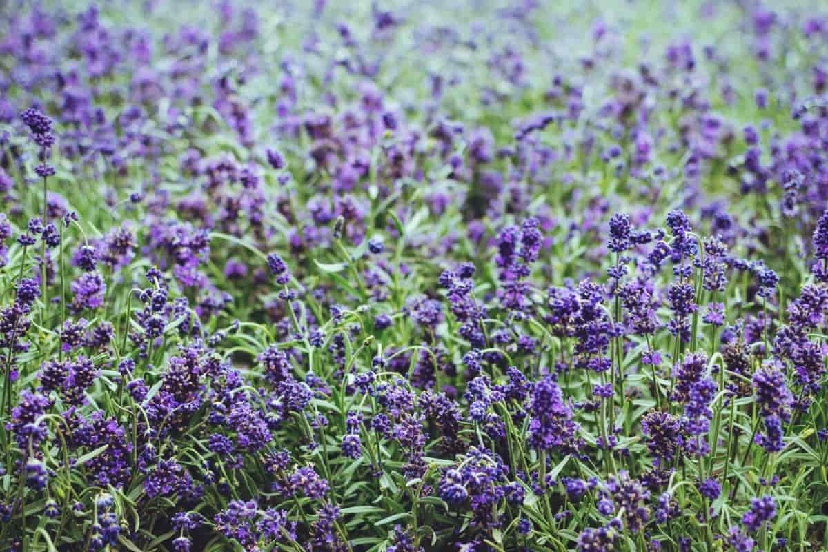 How to Control Lavender Pests Naturally How to Get Rid of Them with
