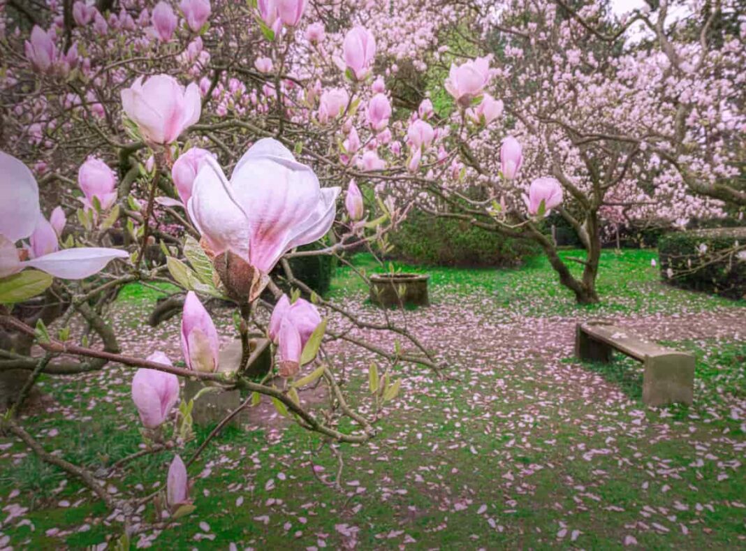 How to Control Magnolia Pests Naturally How to Get Rid of Them with