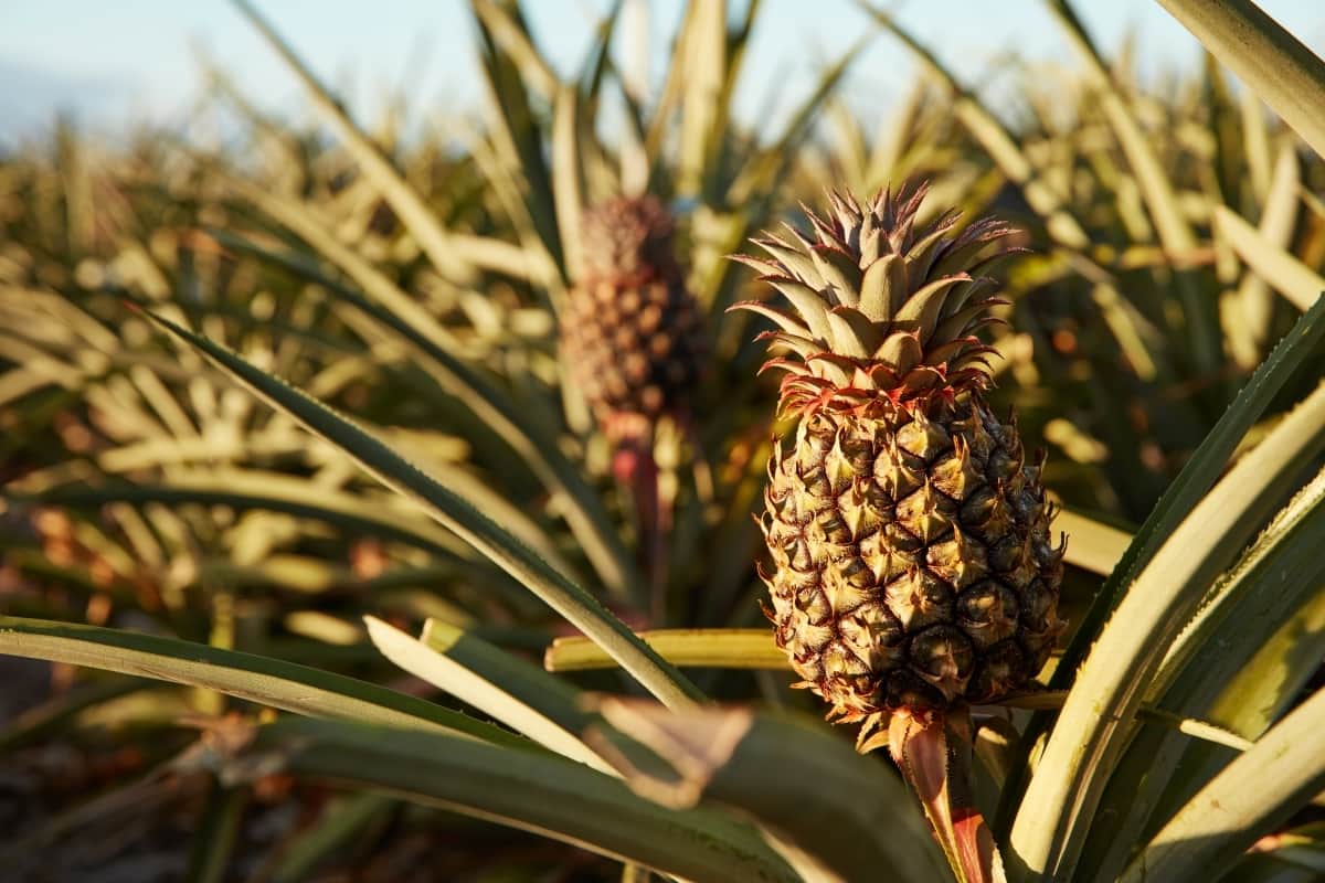 How to Control Pineapple Pests Naturally How to Get Rid of Them with