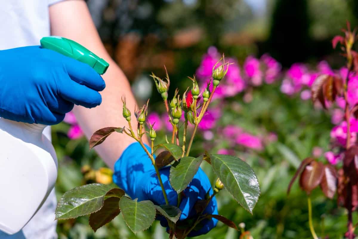 How to Control Rose Pests Naturally How to Get Rid of Them with