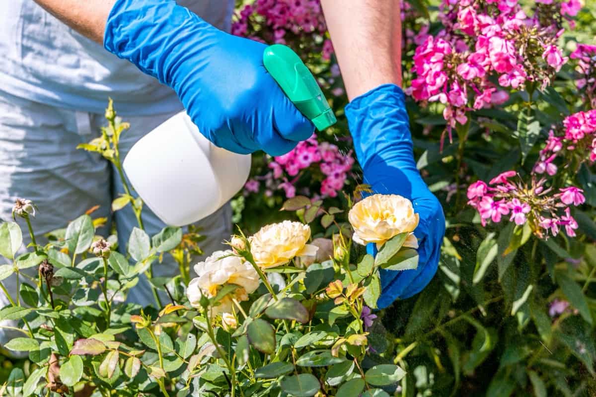 How to Control Rose Pests Naturally How to Get Rid of Them with