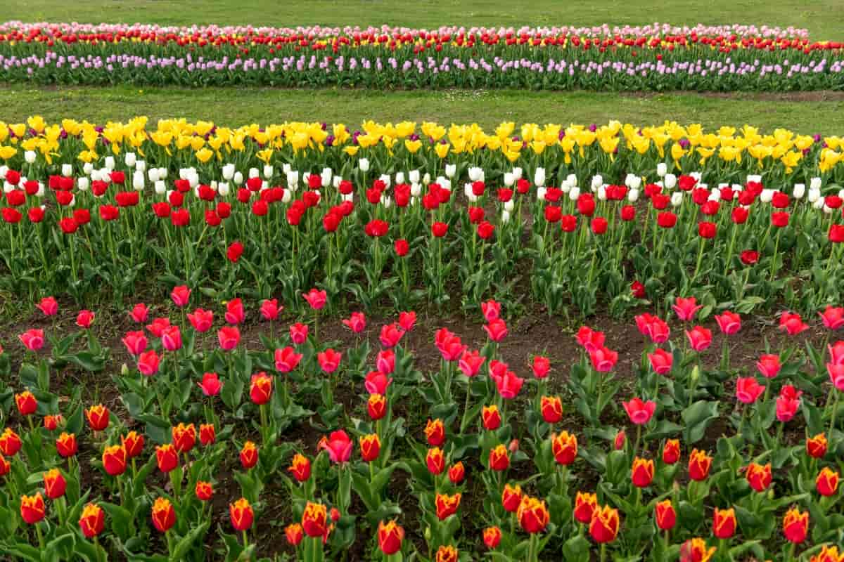 How to Control Tulip Pests Naturally How to Get Rid of Them with
