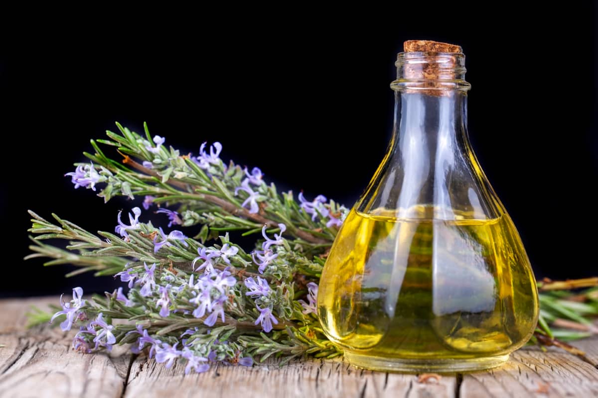 How to Use Rosemary Oil for Pest Control DIY Homemade Recipe for Bug