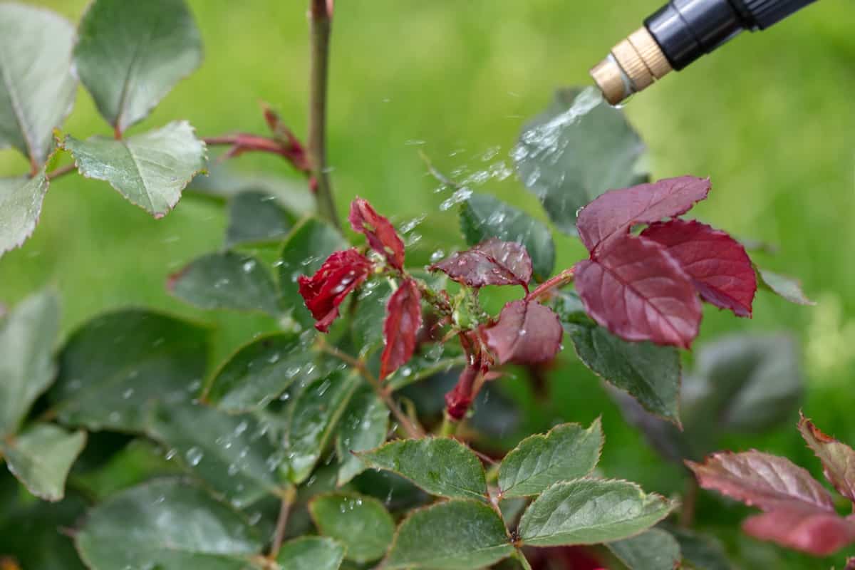 Powdery Mildew Management in Rose Symptoms, Treatment, Chemical