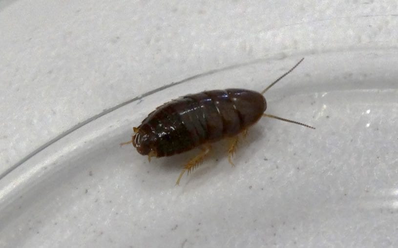 Bugs That Look Like Bed Bugs Mistaken Identities PestSeek